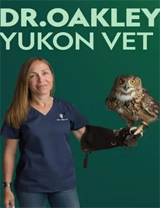 年下弟弟攻心计划